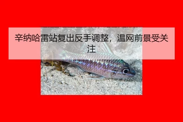 辛纳哈雷站复出反手调整，温网前景受关注